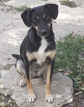 MANILA, Hund, Mischlingshund in Bulgarien - Bild 17