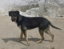 MANILA, Hund, Mischlingshund in Bulgarien - Bild 19