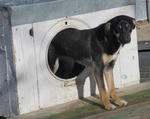 MANILA, Hund, Mischlingshund in Bulgarien - Bild 2