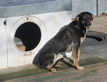 MANILA, Hund, Mischlingshund in Bulgarien - Bild 3