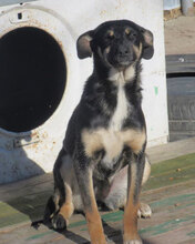 MANILA, Hund, Mischlingshund in Bulgarien - Bild 4