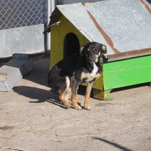MANILA, Hund, Mischlingshund in Bulgarien - Bild 5