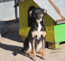 MANILA, Hund, Mischlingshund in Bulgarien - Bild 6