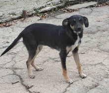 MANILA, Hund, Mischlingshund in Bulgarien - Bild 7