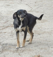 MANILA, Hund, Mischlingshund in Bulgarien - Bild 9