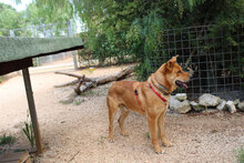 SIMBA, Hund, Mischlingshund in Italien - Bild 3