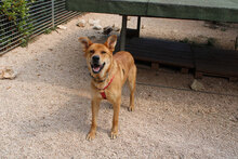 SIMBA, Hund, Mischlingshund in Italien - Bild 4