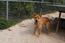 SIMBA, Hund, Mischlingshund in Italien - Bild 5