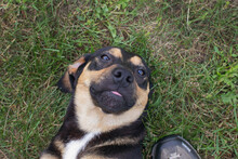 BRAUNIE, Hund, Mischlingshund in Kroatien - Bild 1