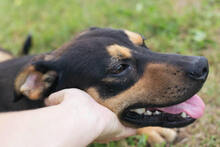 BRAUNIE, Hund, Mischlingshund in Kroatien - Bild 2