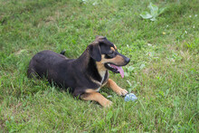 BRAUNIE, Hund, Mischlingshund in Kroatien - Bild 4