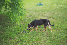 BRAUNIE, Hund, Mischlingshund in Kroatien - Bild 7