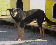 SCHWARZI, Hund, Mischlingshund in Bulgarien - Bild 1