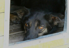 SCHWARZI, Hund, Mischlingshund in Bulgarien - Bild 10