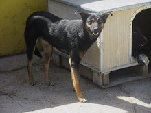 SCHWARZI, Hund, Mischlingshund in Bulgarien - Bild 12