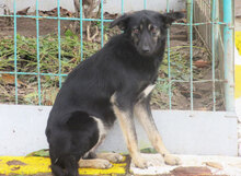 SCHWARZI, Hund, Mischlingshund in Bulgarien - Bild 13
