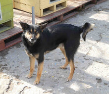 SCHWARZI, Hund, Mischlingshund in Bulgarien - Bild 15