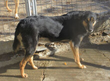 SCHWARZI, Hund, Mischlingshund in Bulgarien - Bild 16