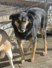 SCHWARZI, Hund, Mischlingshund in Bulgarien - Bild 17