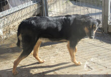 SCHWARZI, Hund, Mischlingshund in Bulgarien - Bild 18