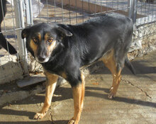 SCHWARZI, Hund, Mischlingshund in Bulgarien - Bild 19