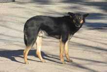 SCHWARZI, Hund, Mischlingshund in Bulgarien - Bild 2