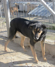 SCHWARZI, Hund, Mischlingshund in Bulgarien - Bild 20