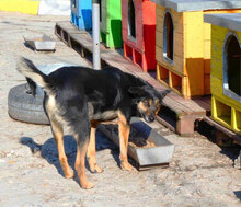 SCHWARZI, Hund, Mischlingshund in Bulgarien - Bild 21