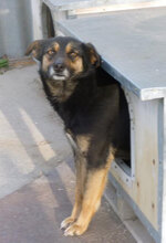 SCHWARZI, Hund, Mischlingshund in Bulgarien - Bild 22