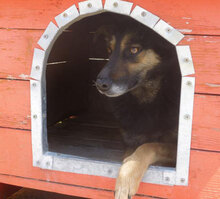 SCHWARZI, Hund, Mischlingshund in Bulgarien - Bild 23