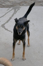 SCHWARZI, Hund, Mischlingshund in Bulgarien - Bild 25