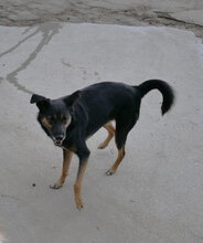 SCHWARZI, Hund, Mischlingshund in Bulgarien - Bild 26