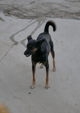 SCHWARZI, Hund, Mischlingshund in Bulgarien - Bild 27