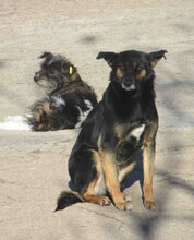 SCHWARZI, Hund, Mischlingshund in Bulgarien - Bild 3