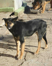 SCHWARZI, Hund, Mischlingshund in Bulgarien - Bild 4