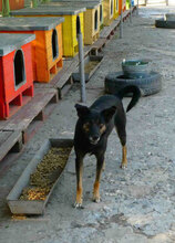 SCHWARZI, Hund, Mischlingshund in Bulgarien - Bild 5