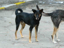 SCHWARZI, Hund, Mischlingshund in Bulgarien - Bild 6