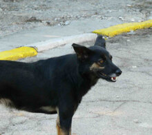 SCHWARZI, Hund, Mischlingshund in Bulgarien - Bild 7