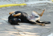 SCHWARZI, Hund, Mischlingshund in Bulgarien - Bild 9