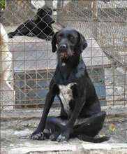 NOOMI, Hund, Mischlingshund in Bulgarien - Bild 1
