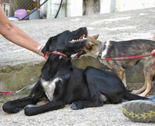 NOOMI, Hund, Mischlingshund in Bulgarien - Bild 11
