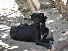 NOOMI, Hund, Mischlingshund in Bulgarien - Bild 12