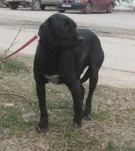 NOOMI, Hund, Mischlingshund in Bulgarien - Bild 14