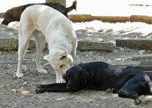 NOOMI, Hund, Mischlingshund in Bulgarien - Bild 3