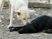 NOOMI, Hund, Mischlingshund in Bulgarien - Bild 4