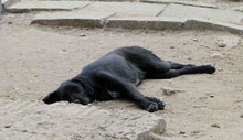 NOOMI, Hund, Mischlingshund in Bulgarien - Bild 5