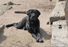 NOOMI, Hund, Mischlingshund in Bulgarien - Bild 6