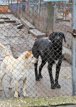 NOOMI, Hund, Mischlingshund in Bulgarien - Bild 7