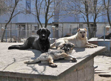 NOOMI, Hund, Mischlingshund in Bulgarien - Bild 8