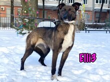 ELLI3, Hund, Mischlingshund in Russische Föderation - Bild 2